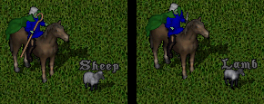 Sheep becomes a Lamb